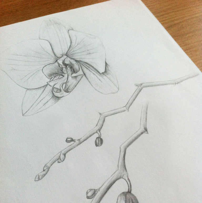 orchid-sketches